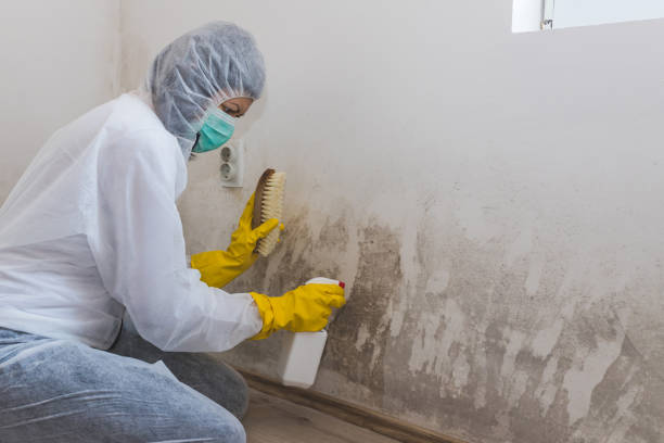 Professional Mold Removal in Bridge City, TX